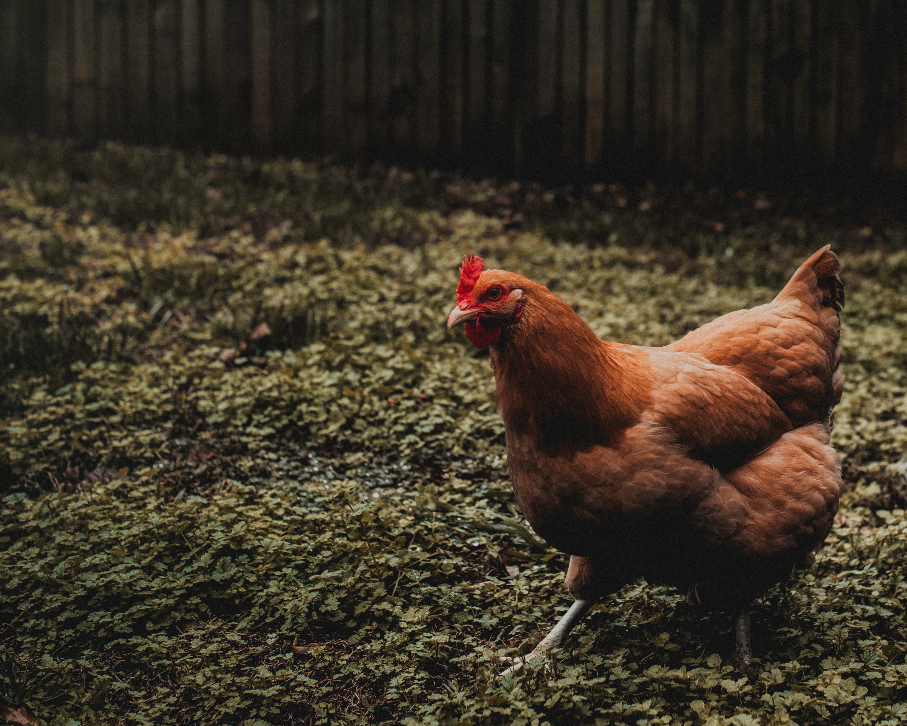 Farm-raised chickens at Peach Creek Poultry.